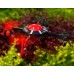 2.4G 4CH 6-Axis Gyro RC Quadcopter Aircraft UFO 3D Flip & Roll Helicopter MJX R/C X100 X-Series