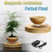 Magnetic Levitation Potted Plant Floating Decoration Green Miniascape Bonsai for Gift Ornaments DIY