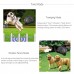 TF68 Waterproof Rechargeable Wireless Elecric Dog Pet Fence Training System 3 Collars