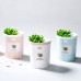 Dr-01 Succulents Humidifier 350ML Mini Air Humidifier Diffuser Night Light Simulation Potted Plant